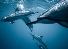 华体会手机网页版-【夜读】梅西拿3300万欧忠诚奖后离开巴萨？